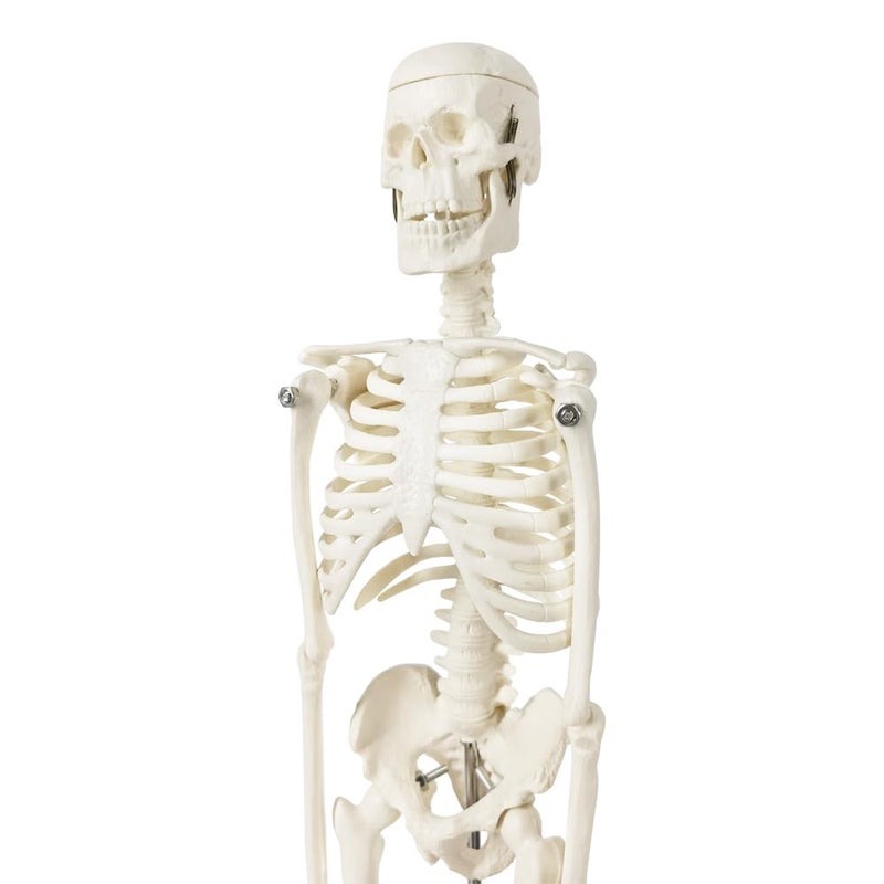 EVOTECH SCIENTIFIC Mini Human Skeleton Model for Anatomy, 17.7'' Full Body Human Skeleton Model with Movable Arms and Legs on Base for Medical Teaching Learning, Students Learning Education Tool - Image 5